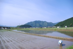 田植え