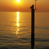 夕焼けの海