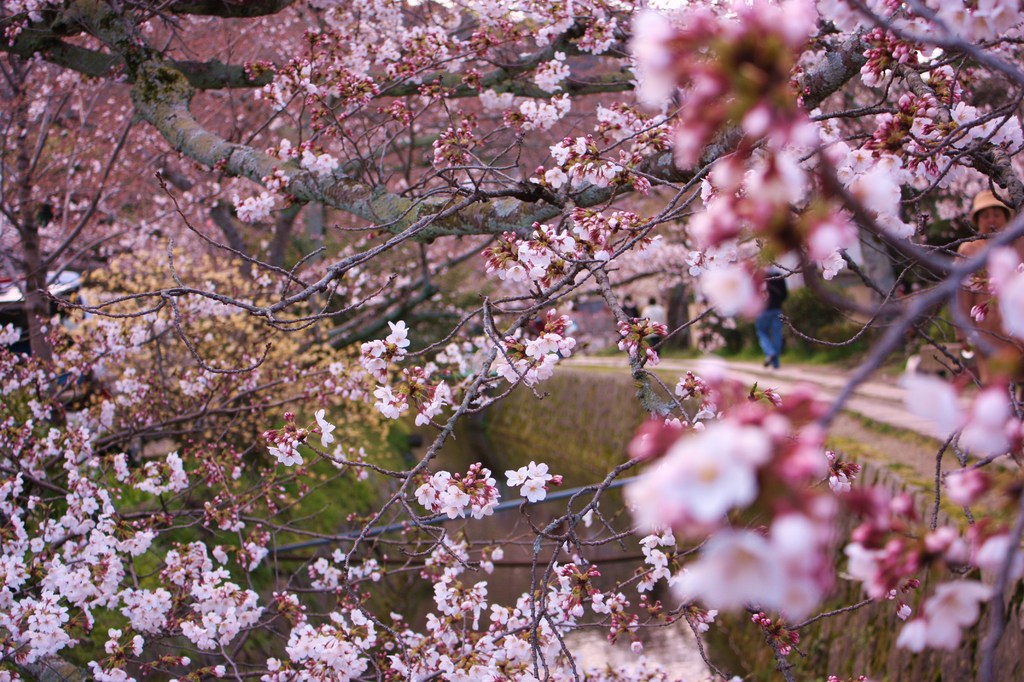 春霞桜色