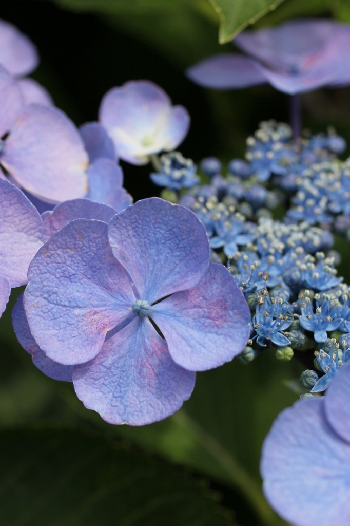 紫陽花