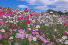 ひたちなか海浜公園