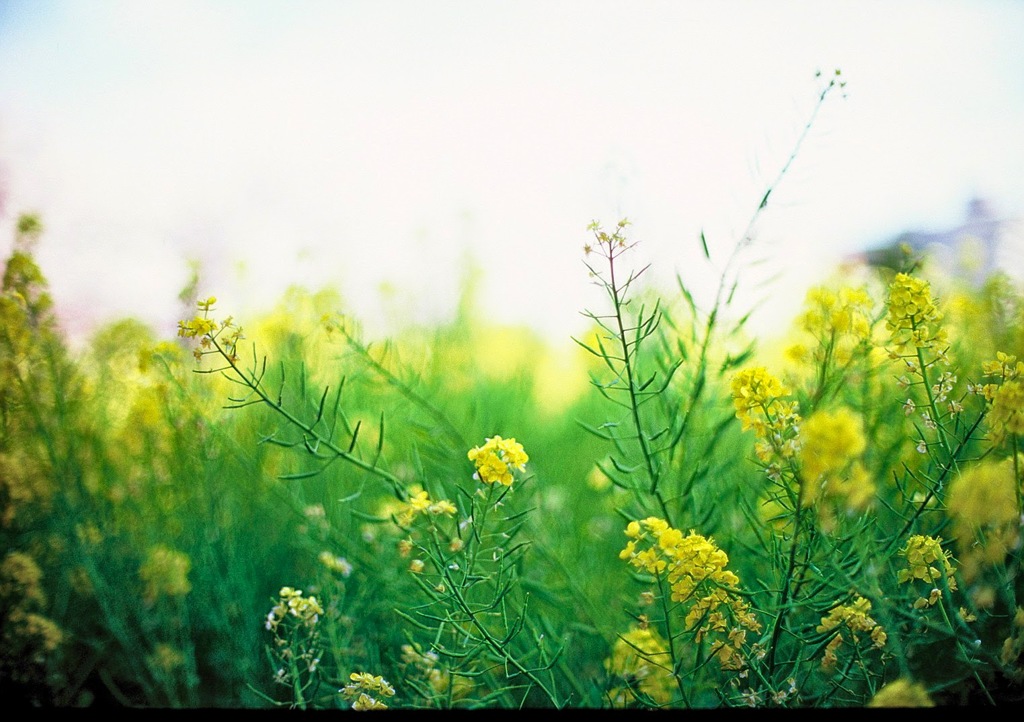 菜の花