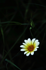 雑草の中の一輪