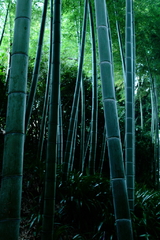 竹林ブルー