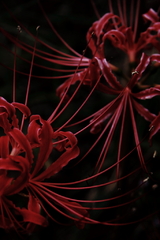 曼珠沙華