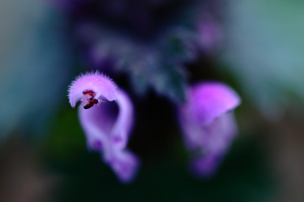 クリオネてきな花