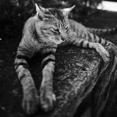 くつろいでいたトラ猫ちゃん