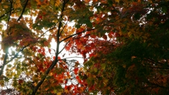 秋の木漏れ日
