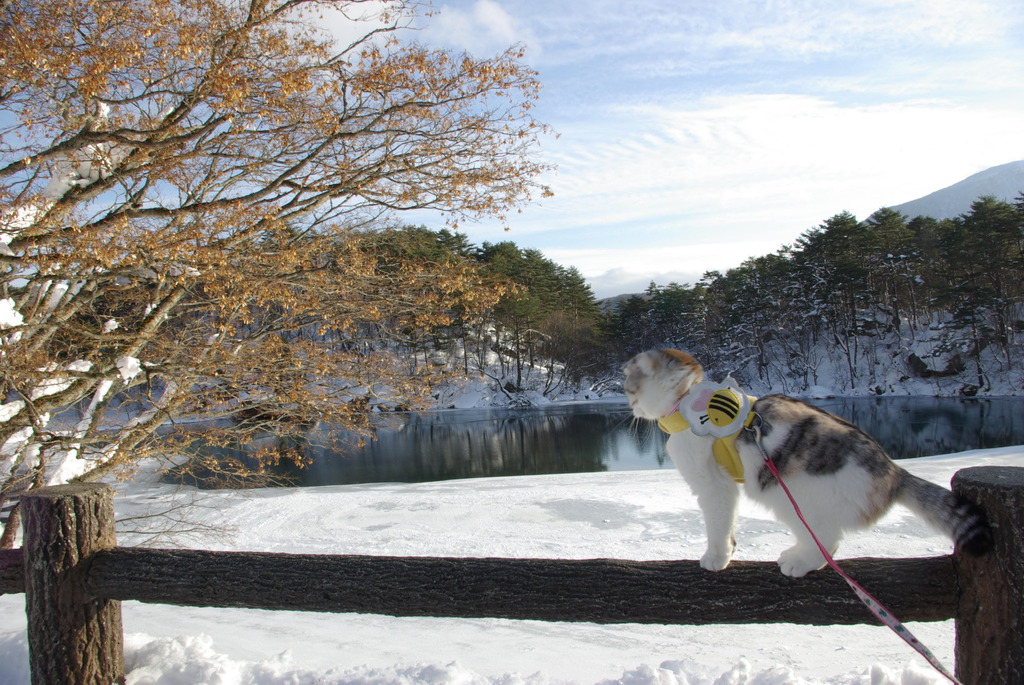 雪晴れの五色沼