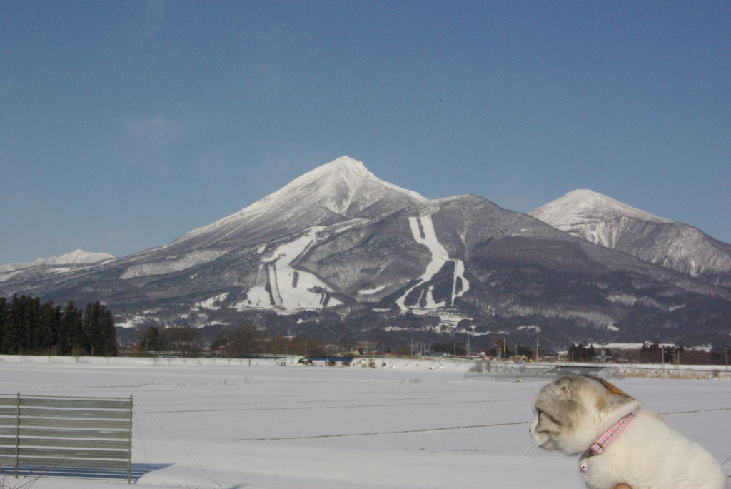 雪晴れの磐梯山を見に来たの