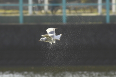 水しぶきをあげて