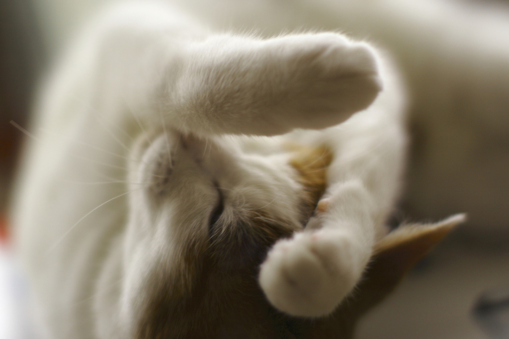 猫の手