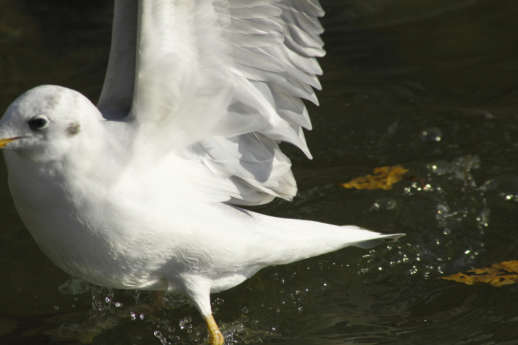 白き羽毛と水滴