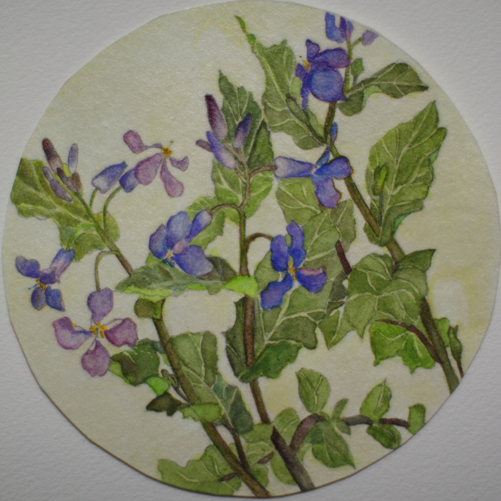 諸葛菜（花大根）