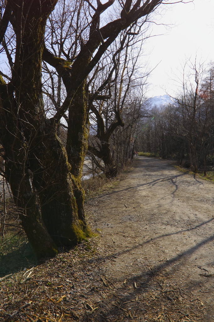 苔むした老木のある道