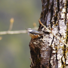 季節を見つめるゴジュウカラ