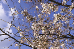 咲き始めの櫻と青空