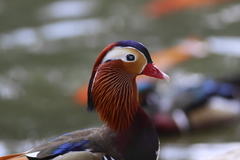 花鳥園の鴛鴦