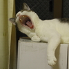 夢をぶち壊すアクビ!!!