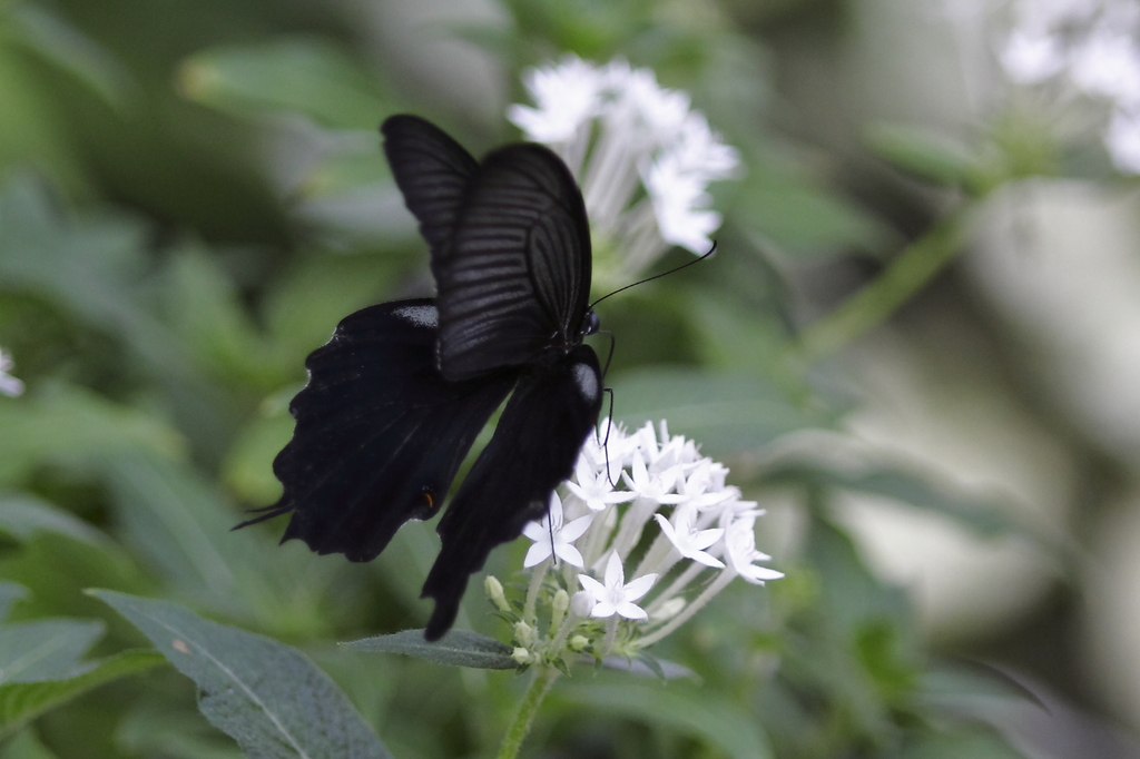 白い花と黒い蝶