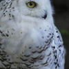 白フクロウ
