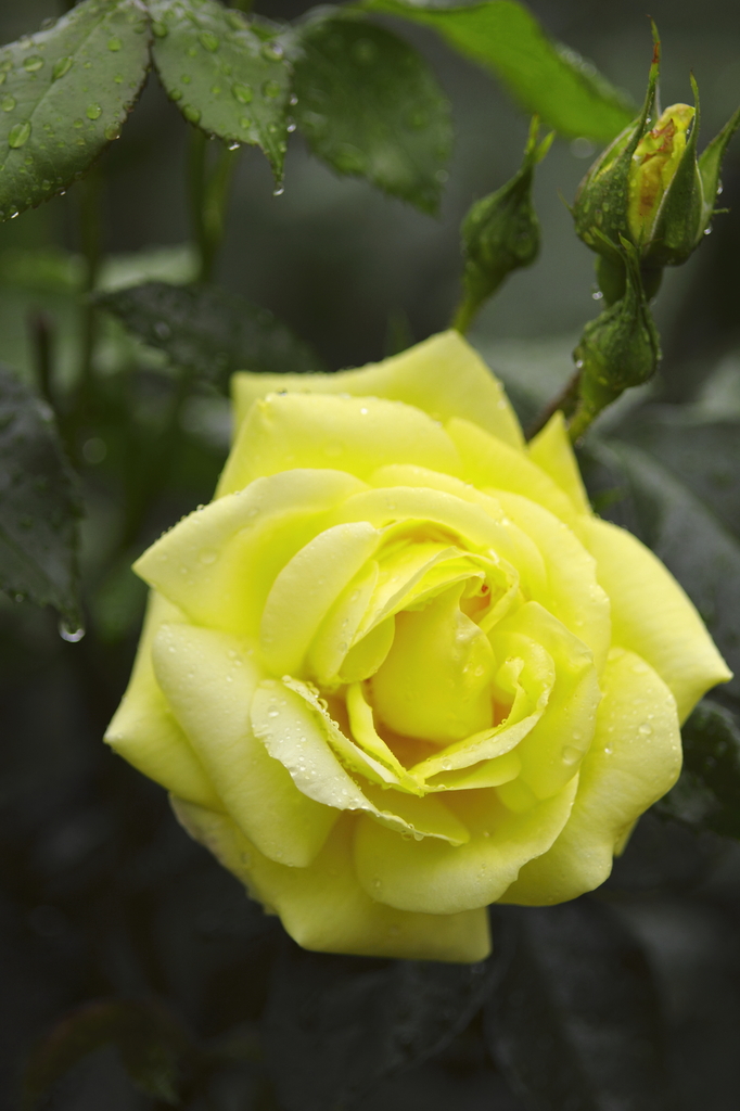 雨に濡れた薔薇