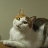 碧眼