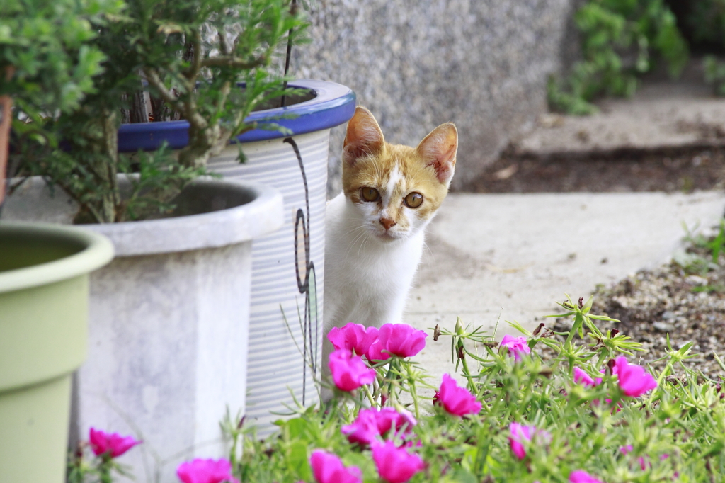 紅い花と野良猫