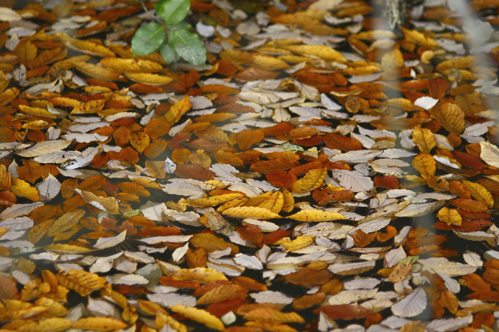 水面を彩る枯れ葉