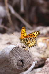 森林公園の蝶