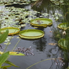 睡蓮