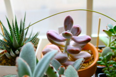 植物