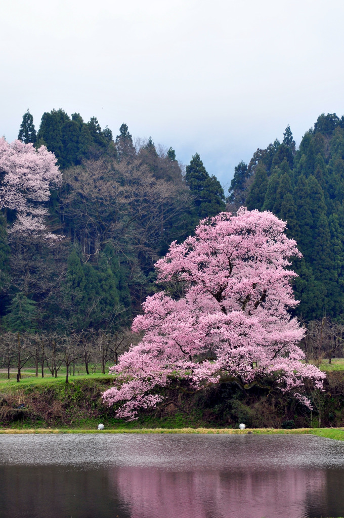 向野の江戸彼岸桜