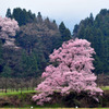 向野の江戸彼岸桜