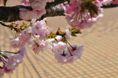八重桜