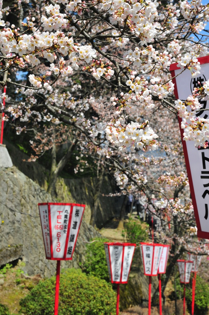 丸岡城桜まつり