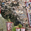 丸岡城桜まつり
