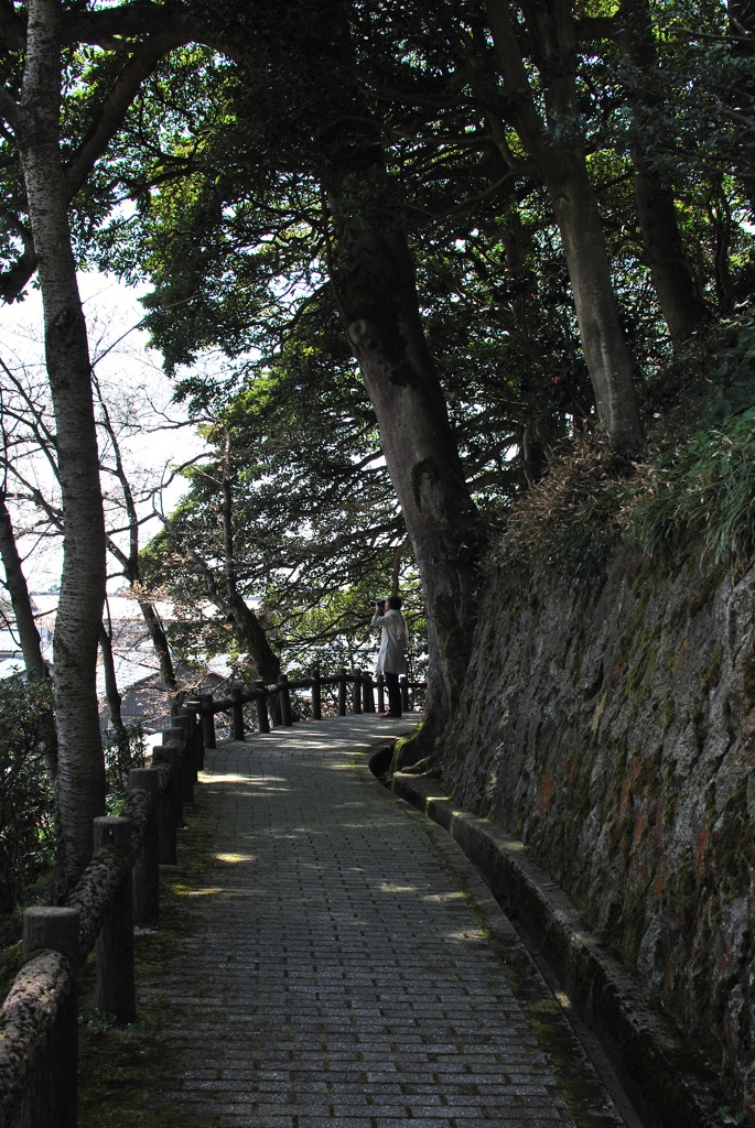 桜はど～こだ？