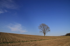 春空と哲学の木