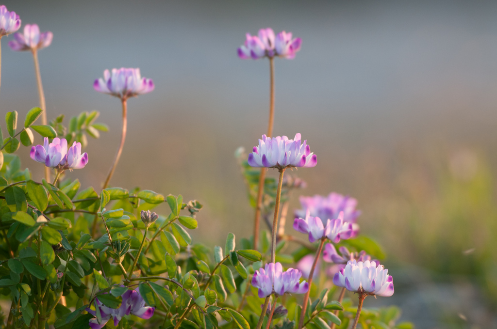 蓮華４