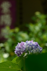 紫陽花＆紫陽庵