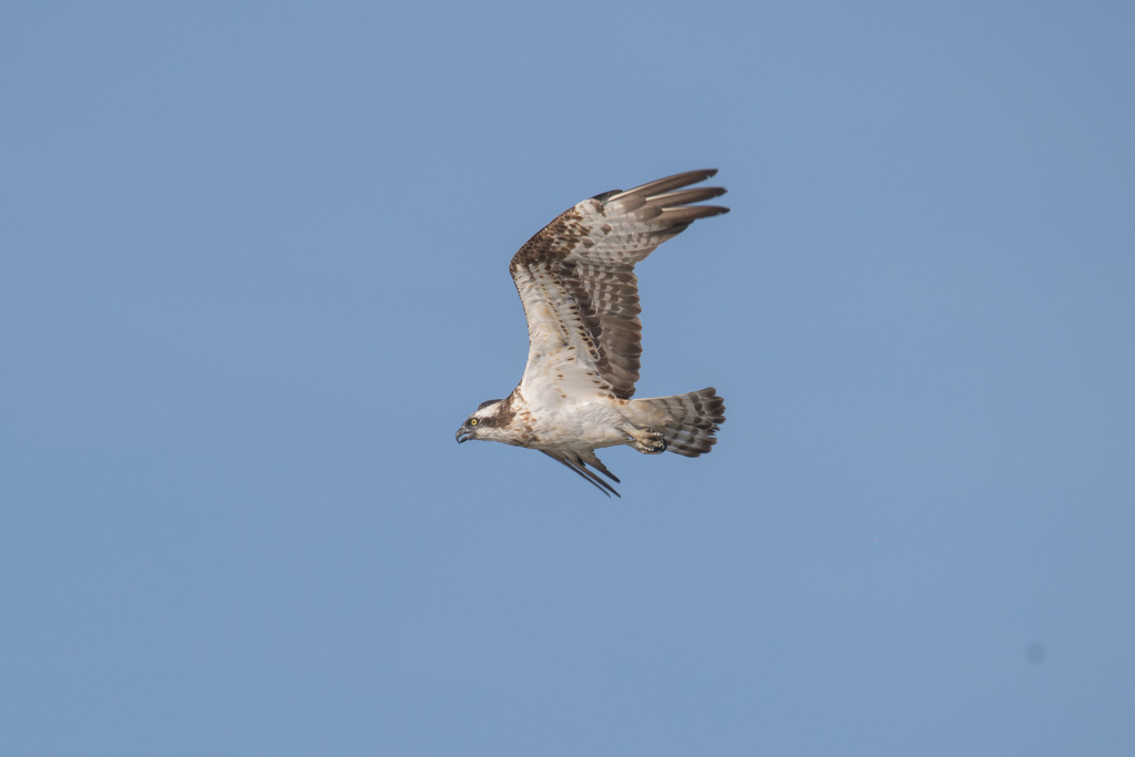 ミサゴ(センサーにゴミ)