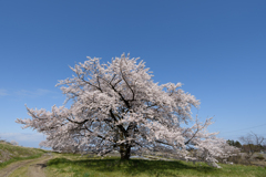 お気に入りの桜