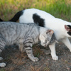 ねこ11