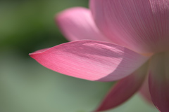 蓮華
