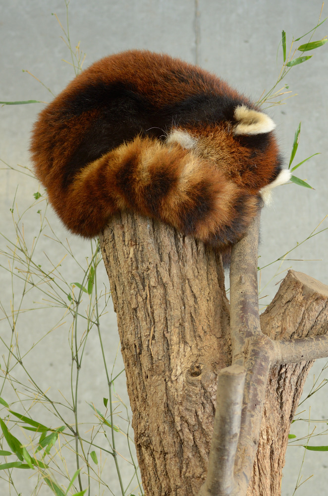レッサーパンダ1