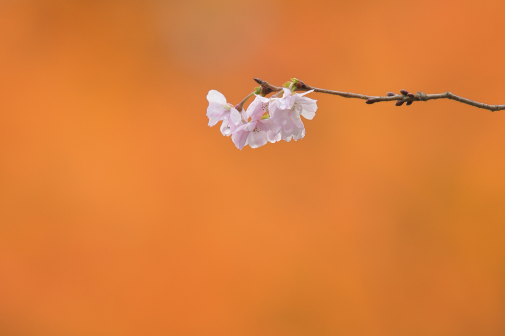 十月桜