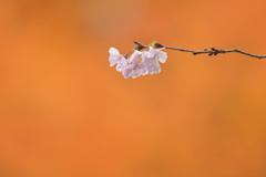 十月桜