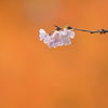 十月桜