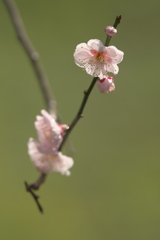 春を待ちきれず2